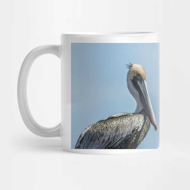 Brown pelican 2 by KensLensDesigns